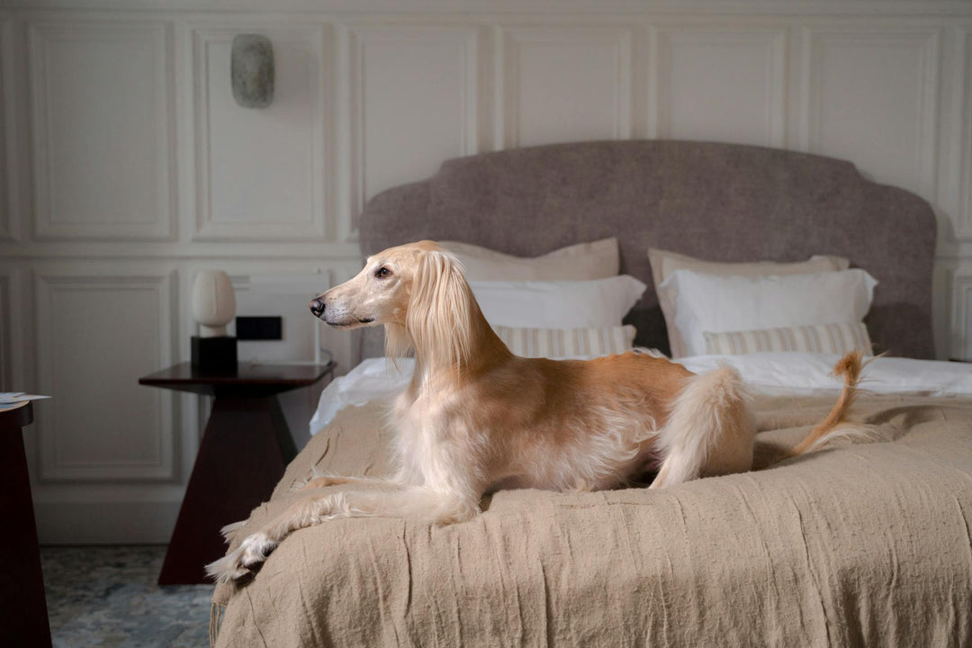 Caring for a Senior Dog with Incontinence