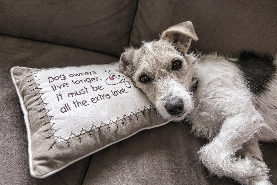 SPC How to Remove Dog Pee Stains from Couch