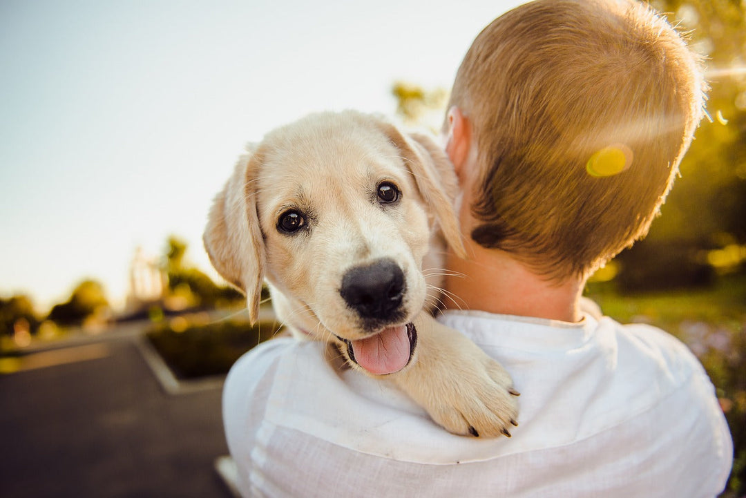 SPC puppy training pads for dog incontinence 